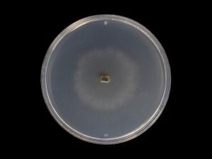 Godronia_cassandrae_5