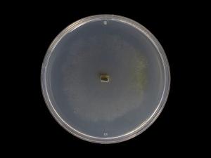 Godronia_cassandrae_6