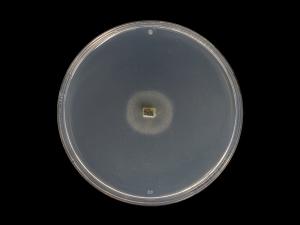 Godronia_cassandrae_4