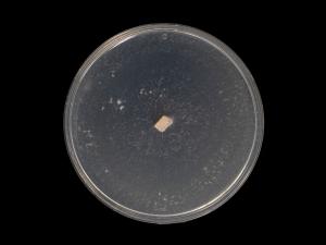 Neocosmospora_phaseoli_5