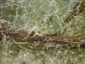 Phytophthora_infestans_5