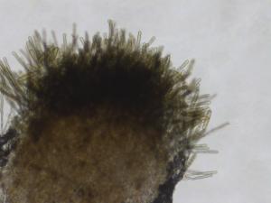 Pyrenophora_avenae_1