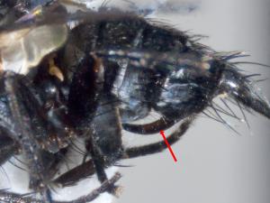 Celatoria setosa