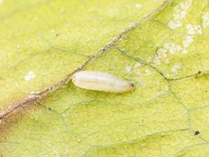 Rhagoletis striatella