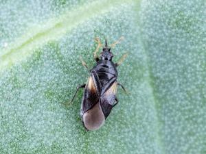 Orius tristicolor