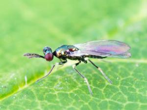 Diglyphus isaea