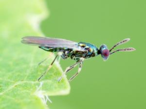 Diglyphus isaea