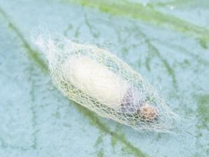 Diadegma insulare