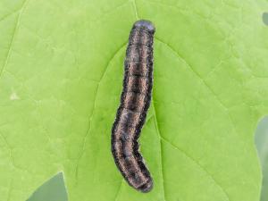 Légionnaire noire (Actebia fennica)