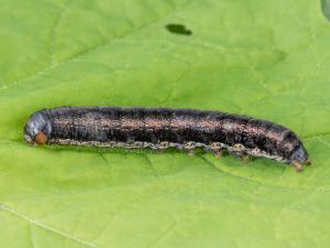 Légionnaire noire (Actebia fennica)