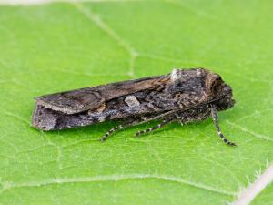 Légionnaire noire (Actebia fennica)