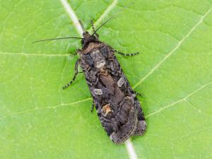 Légionnaire noire (Actebia fennica)