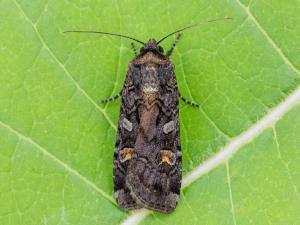 Légionnaire noire (Actebia fennica)