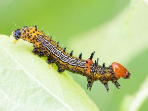 Chenille à bosse rouge (Schizura concinna)