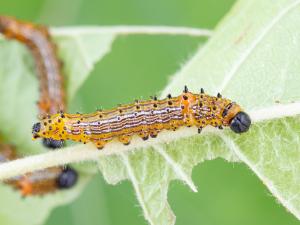 Chenille à bosse rouge (Schizura concinna)