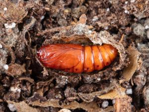 Chenille à bosse rouge (Schizura concinna)
