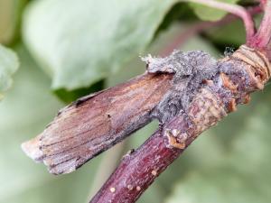 Chenille à bosse rouge (Schizura concinna)