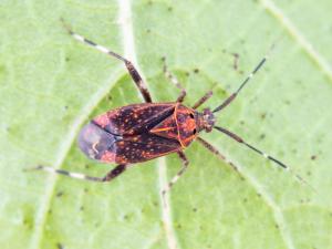 Taedia scrupea