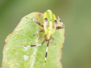 Taedia scrupea