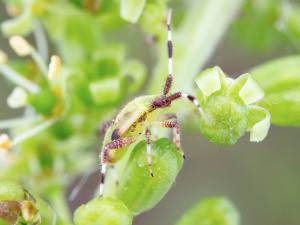 Taedia scrupea