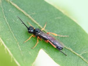 Tenthrède de l'oseille (Ametastegia glabrata)