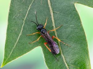 Tenthrède de l'oseille (Ametastegia glabrata)