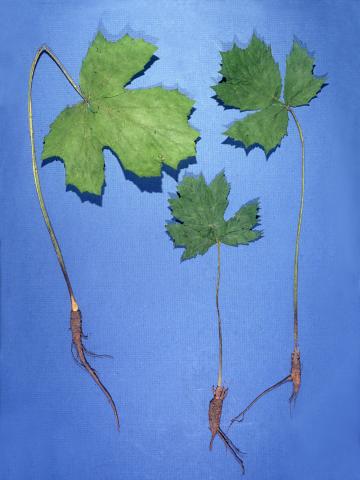 Berce Caucase(Heracleum mantegazzianum)_4