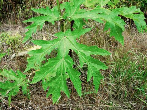 Berce Caucase(Heracleum mantegazzianum)_8