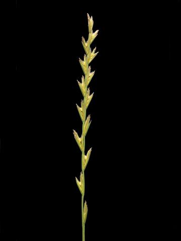 Ivraie vivace (Lolium perenne)_6