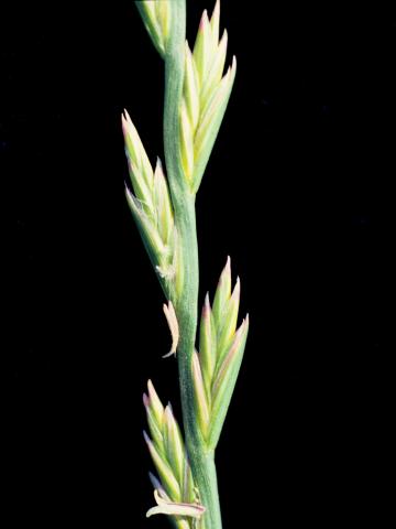 Ivraie vivace (Lolium perenne)_7