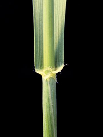 Blé commun(Triticum aestivum)_1