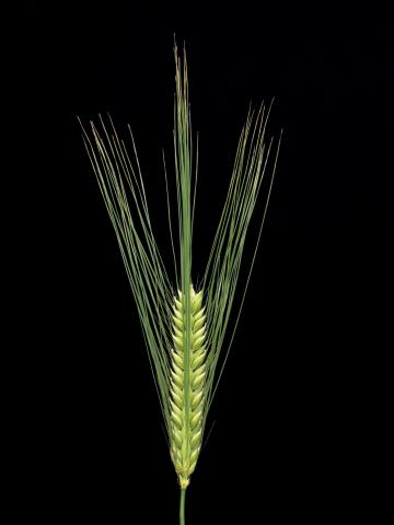 Orge commun (Hordeum vulgare)_2