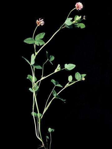 Trèfle alsike(Trifolium hybridum)_1