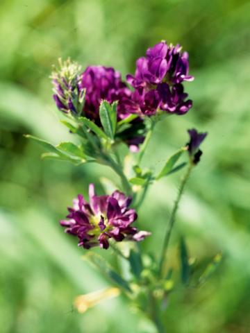 Luzerne cultivé (Medicago sativa)_1