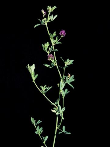 Luzerne cultivé (Medicago sativa)_2