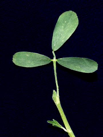 Luzerne cultivé (Medicago sativa)_3