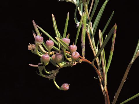 Andromède glauque(Andromeda polifolia)_3