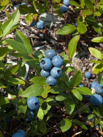 Bleuet feuilles étroites(Vaccinium angustifolium)_3