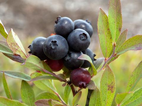 Bleuet feuilles étroites(Vaccinium angustifolium)_7