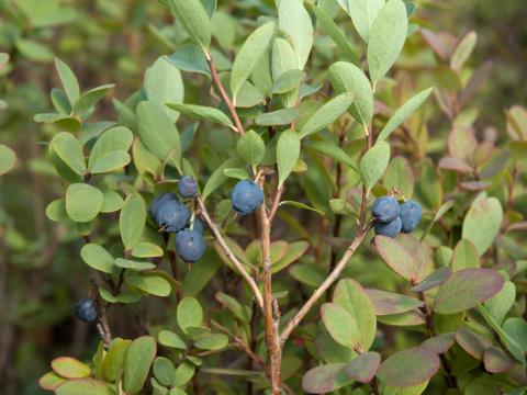 Airelle des marécages(Vaccinium uliginosum)_2