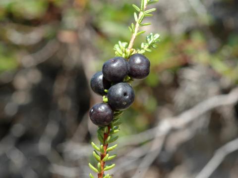 Camarine noire(Empetrum nigrum)_2