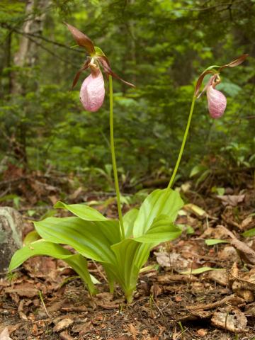 Cypripède acaule(Cypripedium acaule)_1