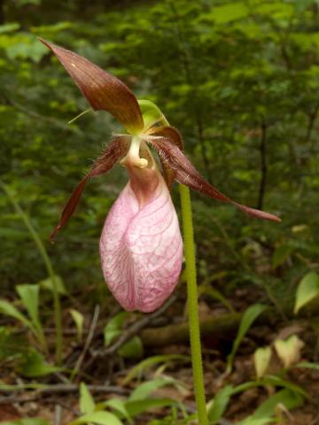 Cypripède acaule(Cypripedium acaule)_2