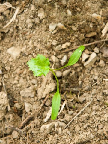 Berce Caucase(Heracleum mantegazzianum)_15