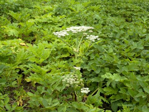 Berce Caucase(Heracleum mantegazzianum)_16