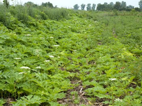 Berce Caucase(Heracleum mantegazzianum)_17