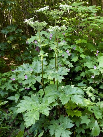 Berce laineuse(Heracleum maximum)_2