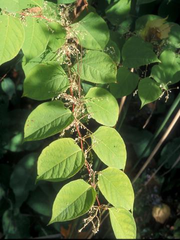 Renouée Japon (Reynoutria japonica)_1