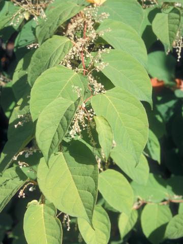 Renouée Japon (Reynoutria japonica)_4