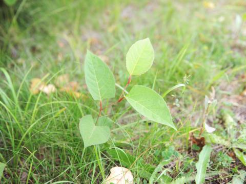 Renouée Japon (Reynoutria japonica)_6